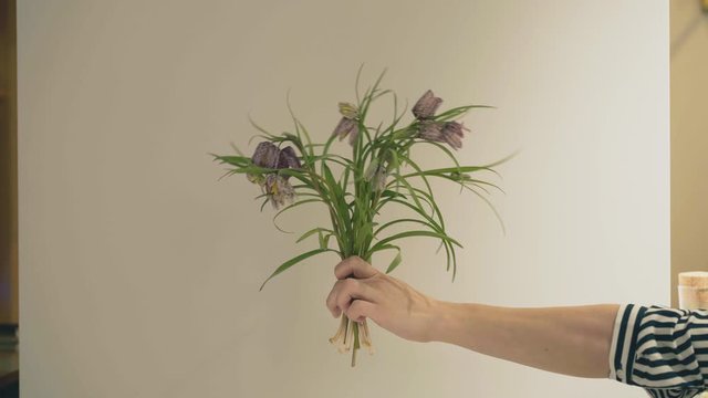 Handheld shot of florist female hand holding branches of fritillaria against grey wall background. Close up shot of violet fritillaria biflora shot on background of wall