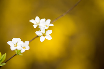 very small white flowers on yellow flower bokeh background. spring time image