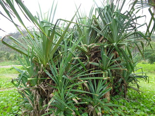 Fragrant Screwpine tree (Pandanus fascicularis, Pandanus odorifer, Pandanus tectorius) with nature background. Fragrant plant in Indonesia.