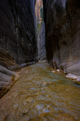 Life Peeks Through The Narrows