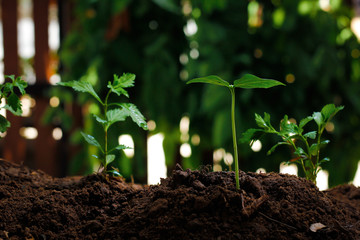 Young plant on nature background