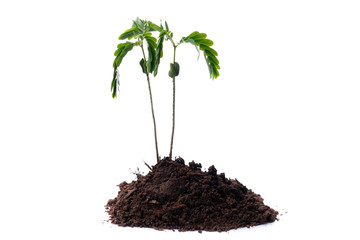 Green sprout growing out from soil isolated on white background