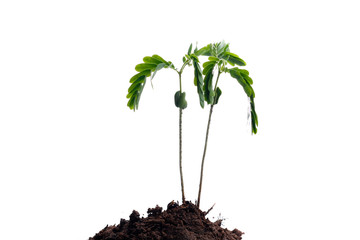 Green sprout growing out from soil isolated on white background