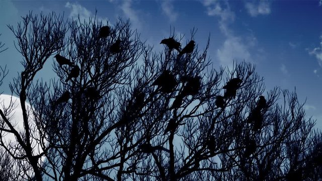 An ominous murder of crows plotting in the treetops as the bad moon rises.