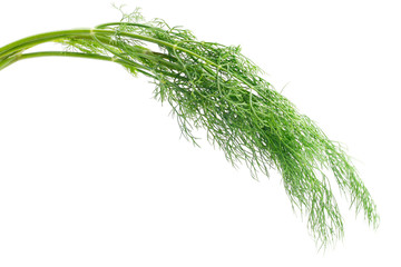 Green dill isolated on white background