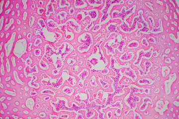 Human Hyaline cartilage bone under microscope view for education pathology.