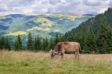 Fototapeta na wymiar Cow in Rodna Mountains near Borsa town in Romania