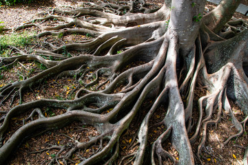 Banyan tree