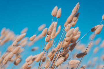 Bunny tails grass on vintage style  natura background © joeycheung