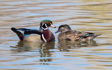 Wood Duck Pair Swimming in the Pond