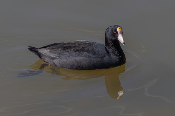 American Coot, Mud Hen