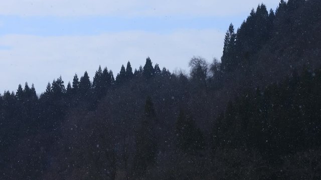 山に降る雪　森林　冬