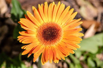 Orange daisy