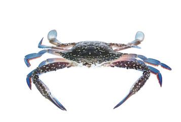 Fresh crab isolation on white