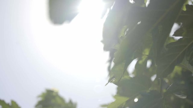 leaf motion depend on wind at garden