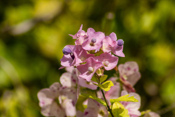 Small pink flowers