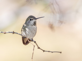 Anna's Hummingbird Female or Immature