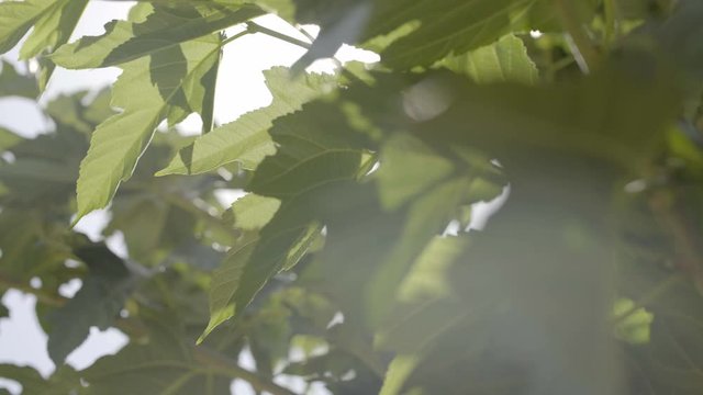 leaf motion depend on wind at garden