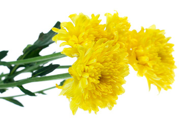 Chrysanthemum flower isolated on white background