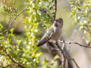 Anna's Hummingbird Female or Immature