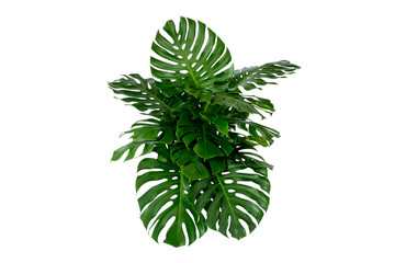 Green leaves of tropical plants bush (Monstera, palm, rubber plant, pine, bird’s nest fern) floral arrangement indoors garden nature backdrop isolated on white background thailand, clipping path inclu