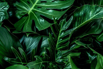 Monstera green leaves or Monstera Deliciosa(Monstera, palm, rubber plant, pine, bird’s nest fern) in dark tones, background or green leafy tropical pine forest patterns for creative design elements. 