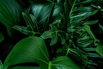 Monstera green leaves or Monstera Deliciosa(Monstera, palm, rubber plant, pine, bird’s nest fern) in dark tones, background or green leafy tropical pine forest patterns for creative design elements. 