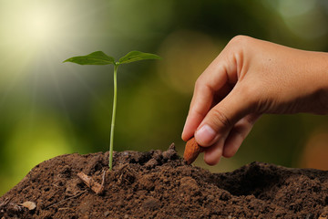 Hands of farmer growing and nurturing tree growing on fertile soil with green and yellow bokeh background / nurturing baby plant / protect nature