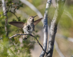 Anna's Hummingbird Female or Immature