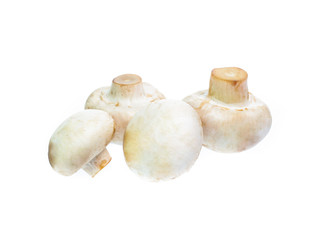 Mushroom champignon isolated on white background