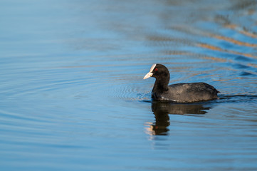 a coot swims calmly over a  small pond in northern Germany