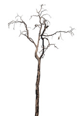 isolated death tree on white background with clipping path