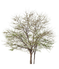 Gooseberry tree isolated on white background