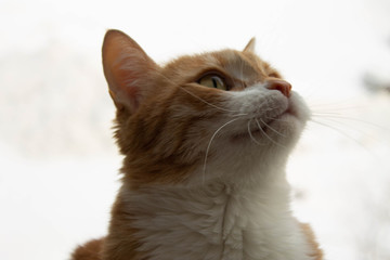 Red cat with white breast lies on the windowsill, through the glass you can see bare trees in autumn or winter