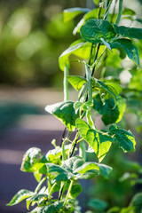 Green Pole Beans Growing in a Vertical Backyard Garden Outside