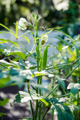 Organic Okra Growing Outside in a Vegetable Garden on a Plant