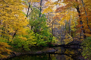 Fototapeta na wymiar Autumn colors along the Galien River at Warren Woods State Park, Michigan.