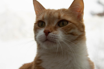 Red cat with white breast lies on the windowsill, through the glass you can see bare trees in autumn or winter
