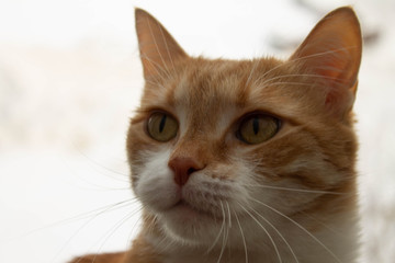 Red cat with white breast lies on the windowsill, through the glass you can see bare trees in autumn or winter