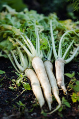 Lunar White Carrot with Carrot Tops in a Vegetable Garden Outside with Sunlight