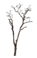 isolated death tree on white background with clipping path