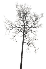 isolated death tree on white background with clipping path