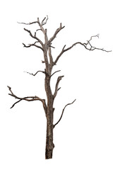 Obraz premium isolated death tree on white background with clipping path