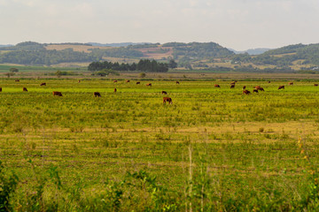 Fototapeta na wymiar Beef cattle breeding field in southern Brazil and the landscape of the gaucho pampas