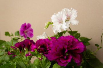 Pelargonium of Grandiflora. Magnificent plants of the royal pelargonium with large and bright pink, white and purple flowers and green leaves on a neutral background with place for text.