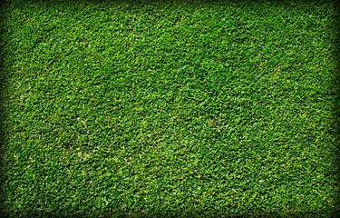 Obraz premium lawn
