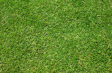 Obraz premium lawn