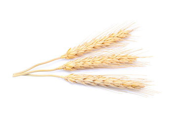 Ear of barley rice on white background
