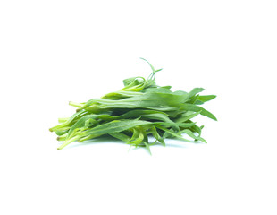 Tarragon herbs isolated on white