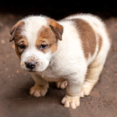 The white and brown Thai puppy stands on the ground.